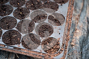 Vegetable seeds growth in the soil tray
