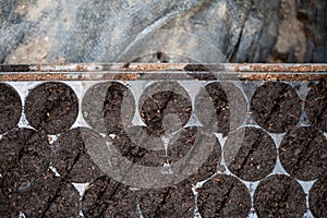 Vegetable seeds growth in the soil tray