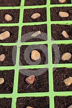 Vegetable seeds tray