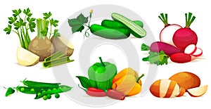 Vegetable set, vector icons of fresh products
