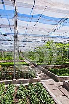 Vegetable shed