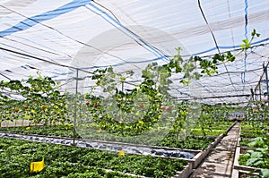 Vegetable shed