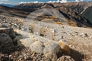 Vegetable sheep growing in Nelson Lakes National Park