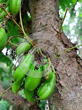 Vegetable starfruit & x28;also known as starfruit wuluh, starfruit, bottle starfruit, iron starfruit,