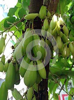 Vegetable starfruit is a kind of small tree that is thought to have originated from the Maluku Islands
