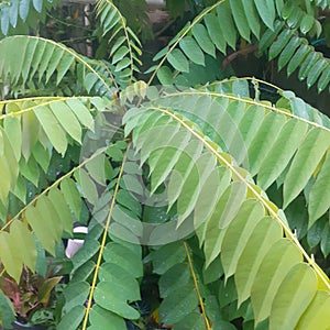 vegetable starfruit leaf plant
