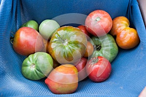 Vegetable tomato harvest, organic garden produce