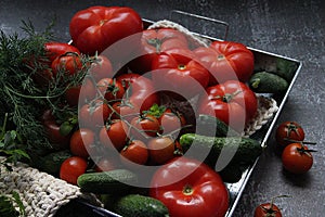 vegetable tray, various kinds of tomatoes, small fresh cucumbers and dill, green and red vegetables