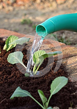 Vegetable young plants watering