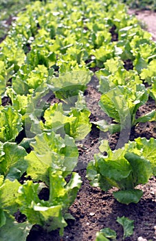 Verduras 