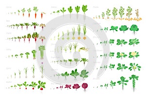 Vegetables agricultural plant, growth big set animation. Vector infographics showing the progression growing plants. Growth stages