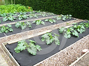 Vegetables in allotment