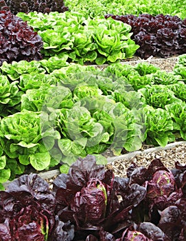 Vegetables in allotment