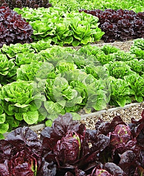 Vegetables in allotment