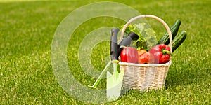 Vegetables in basket and garden tools on green grass