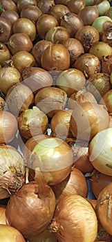 vegetables. bawang bombay from surabaya indonesia photo