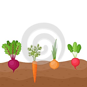 Vegetables beetroot, carrot, onion, radish growing in the ground, farming. Roots growing on vegetable patch. Vector