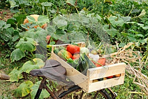 Vegetables bike two