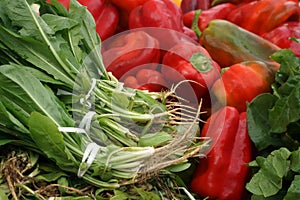 Vegetables of biological cultivation