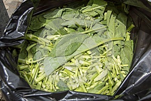 Vegetables in a black garbage bag