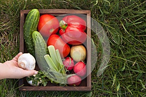 Vegetables in a box for lettuce on the grass in the summer garde