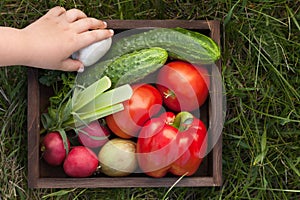 Vegetables in a box for lettuce on the grass in the summer garde