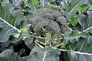 Vegetables - Broccoli Plant