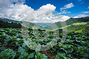 Vegetables,Cabbage are grown on the high mountains in northern Thailand.