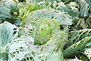 Vegetables damaged by pest disease