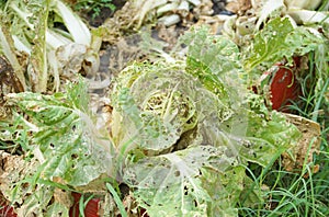 Vegetables damaged by pest disease