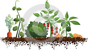 Vegetables and Dirt Garden Vector Illustration Silhouette photo