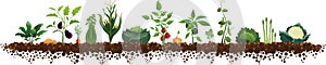 Vegetables and Dirt Large Garden Vector Illustration