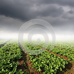 Vegetables fields and rainclouds