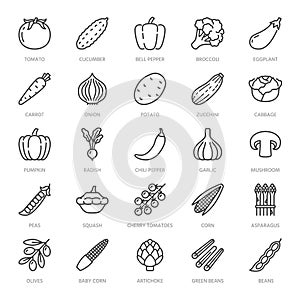 Vegetables flat line icons set. Fresh food - tomato, broccoli, corn, pepper, carrot, pumpkin vector illustrations