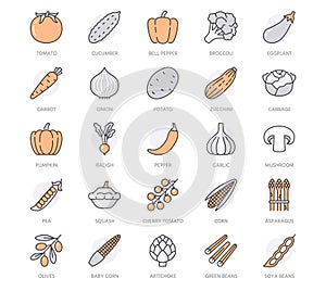 Vegetables flat line icons set. Fresh food - tomato, broccoli, corn, pepper, carrot, pumpkin vector illustrations