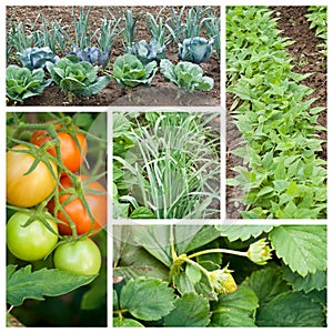 Vegetables garden collage