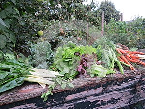 Vegetables - Garden - Gardening