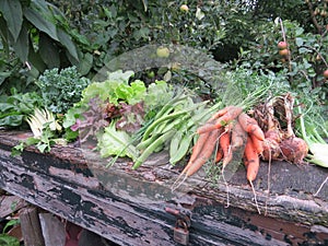 Vegetables - Garden - Gardening - organic food
