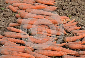 vegetables, garden, natural, nature, soil, growth, crop, carrot, orange, leaves, yellow, green, vitamins, diet, healthy food, sala