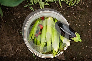 Vegetables from the garden, natural products