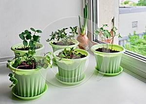 Vegetables garden on windowsill