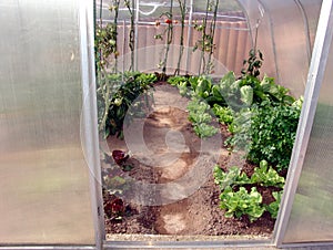 Vegetables in greenhouse