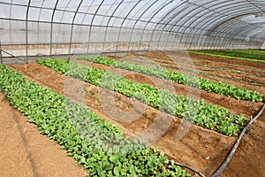 Vegetables in greenhouse