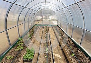 Vegetables in greenhouse drip irrigation