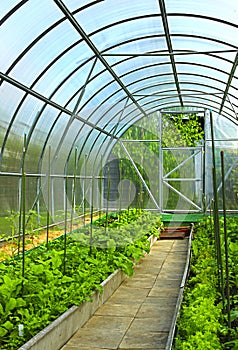 Vegetables in greenhouse