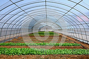 Vegetables in the greenhouses photo