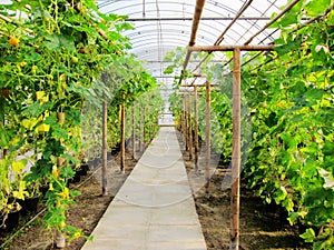 vegetables in greenhouses