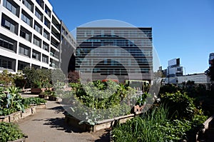 Vegetables grow in Community Garden