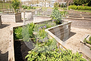 Vegetables grow in raised beds