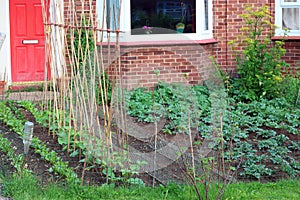 Vegetables growing in a front yard or garden.